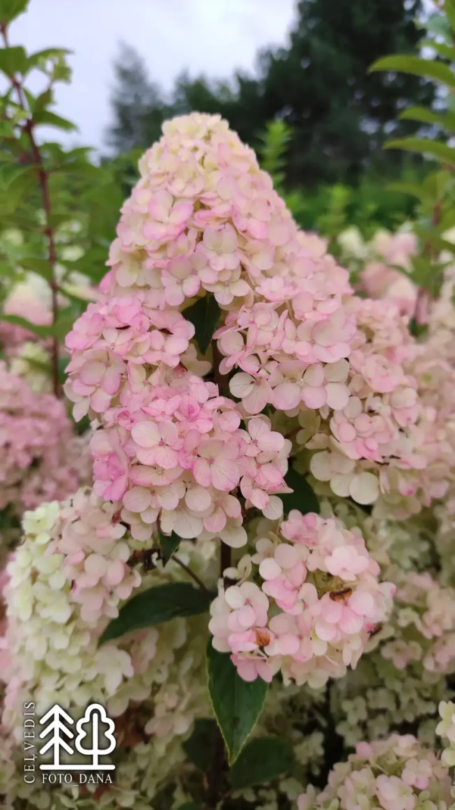 Hydrangea paniculata   'Sundae Fraise' = 'Rensun'